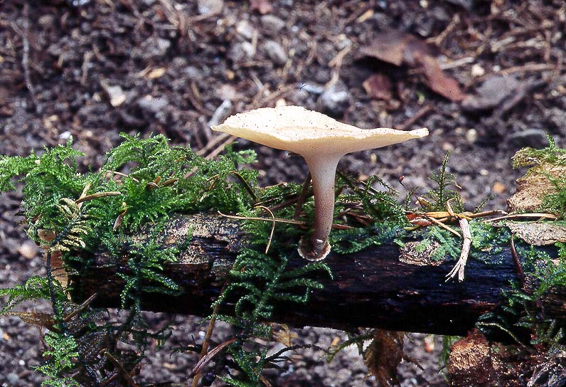 Polyporus arcularius